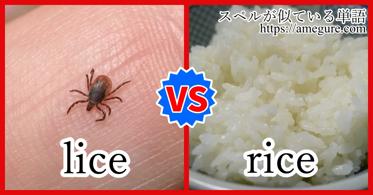 lice rice
