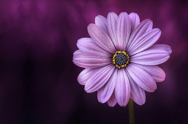 英語で紫色はpurple